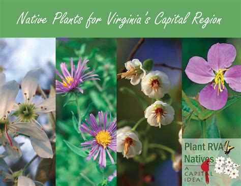 Plant Rva Natives — Plant Virginia Natives