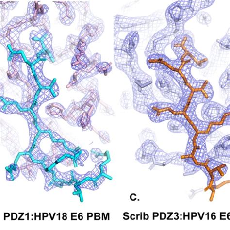 Fo Fc Electron Density Maps Of Pdz And Pdz Complexes With Peptides