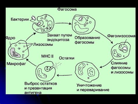 Понятие об иммунитете. Строение иммунной системы. Антигены - online ...