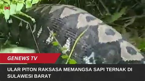 Ular Piton Raksasa Memangsa Sapi Ternak Di Sulawesi Barat Youtube