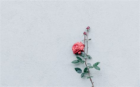 25 Incomparable minimalist aesthetic flower desktop wallpaper You Can