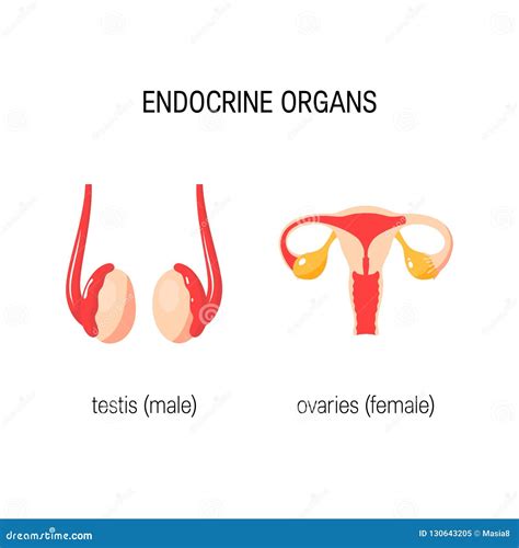 Illustrations De Vecteur De Testicule Et Dovaire Dans Le Style Plat