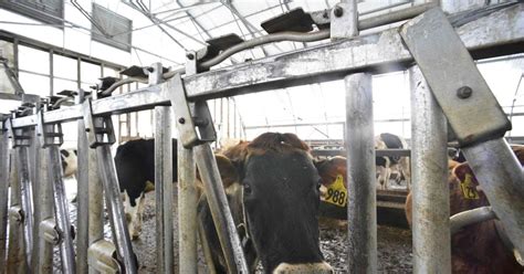 Vermont Delegation Applauds 7m For Dairy Innovation Business