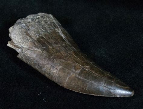 Extremely Rare 3.5" Torvosaurus Tooth - Skull Creek (#12479) For Sale - FossilEra.com