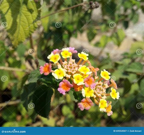 Multicolour flower stock image. Image of nature, flower - 69554507