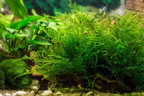 Java Moss Care Guide Growing Tips Propagation And Plant Profile