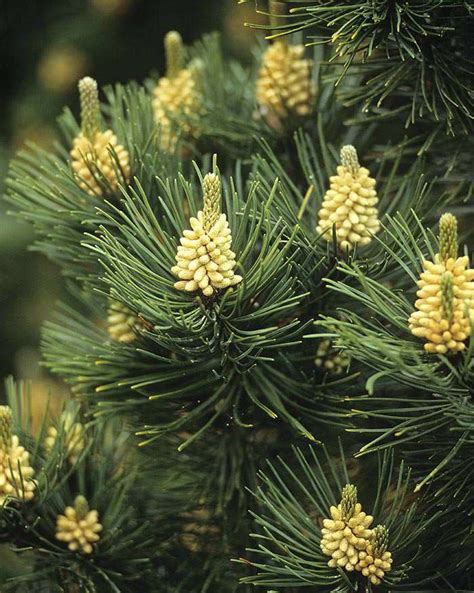 Dwarf Conifers for Landscaping - Paramount Plants UK