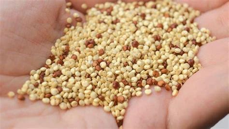 KİNOA 250 GR - 11.81 TL + KDV