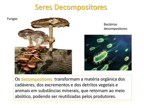 O Ser Humano Pode Se Alimentar De Seres Decompositores - 9