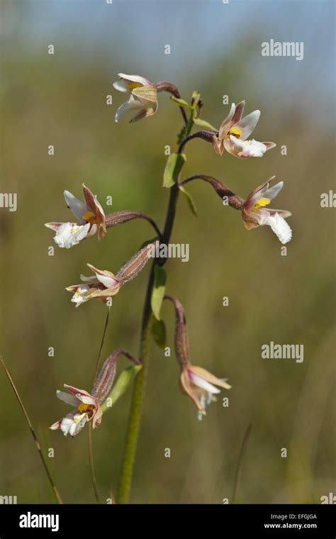 Flowering Marsh Helleborine Epipactis Palustris Stock Photo Alamy