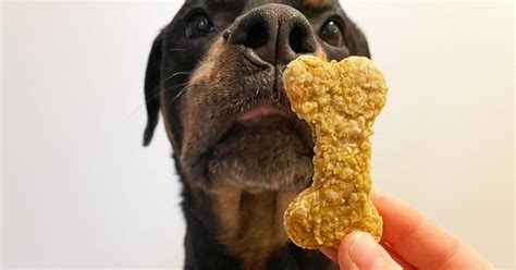 Homemade Chicken Dog Treats: How to Make Them