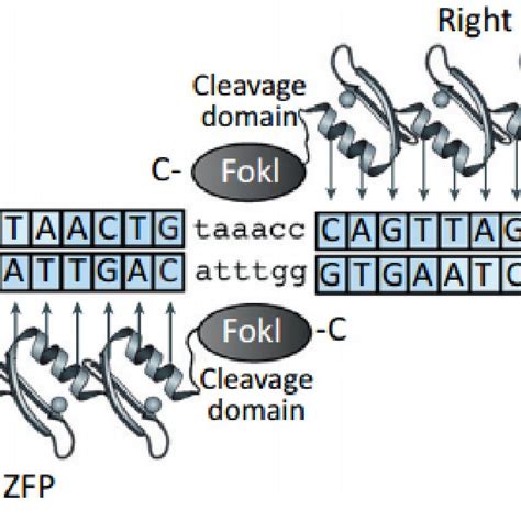 1 An Engineered Zinc Finger Nuclease Protein | Download Scientific Diagram