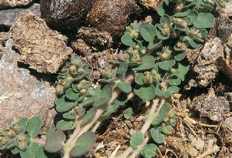 Euphorbia Chamaesyce Subsp Chamaesyce Photo B Biel Download