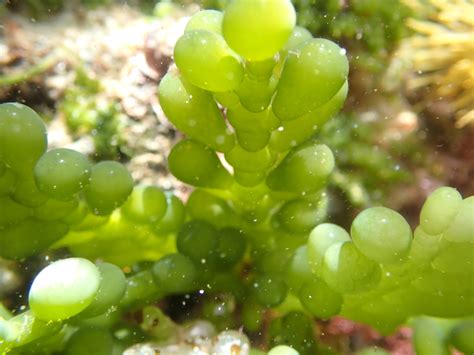 Cactus Caulerpa Caulerpa Cactoides Tomahawk Tasmania