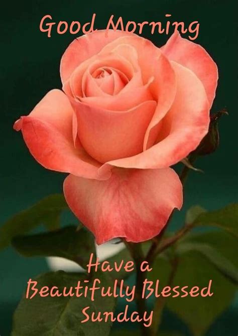 Good Morning Have A Beautiful Blessed Sunday With Pink Roses