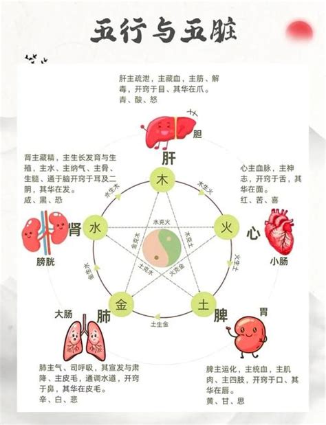 五脏与五行之间的关系 五脏和五行的关系怎么理解 气运网