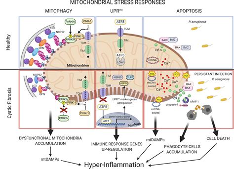 Frontiers Mitochondrial Stress Responses And Mito Inflammation In