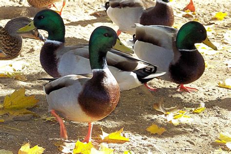 Aunt Tina S Yard The Naked Duck