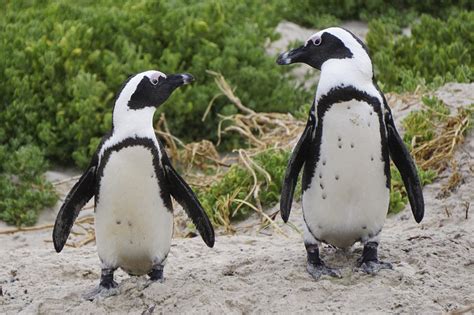 Facebook Viral Pareja Gay De Ping Inos Rob Un Huevo Para Realizar Su Sue O De Ser Padres