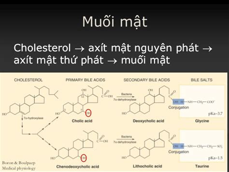 Dịch Mật Có Tác Dụng Gì Vinmec