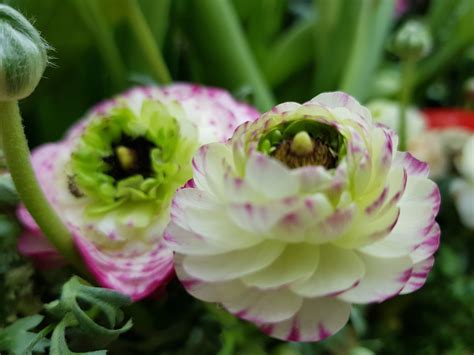 Sex In Bodhi City Part 1 Bodhi Bowl