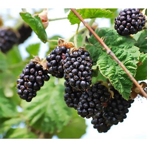 Marionberry Blackberry Bush » Store » Tomorrow's Harvest by Burchell Nursery