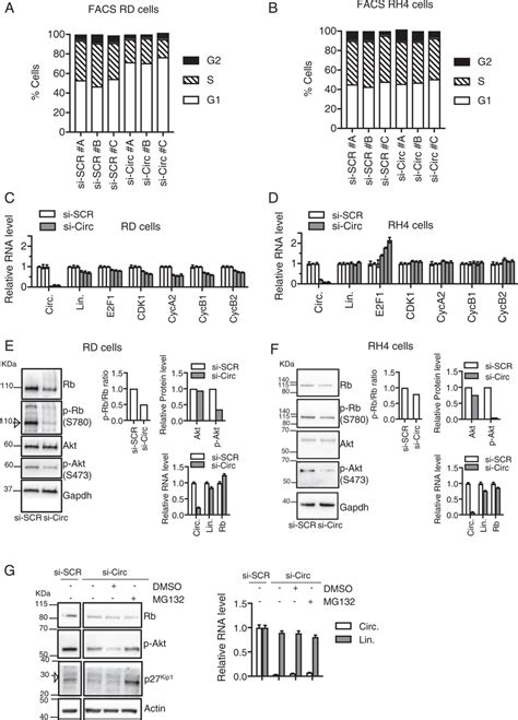 A Cell Cycle Analysis By Flow Cytometry Facs Of Rd Cells Upon Control