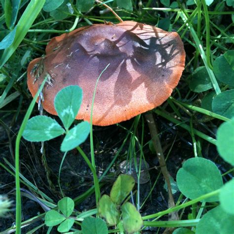 Idle Needle: the magic of late summer forests - an outing