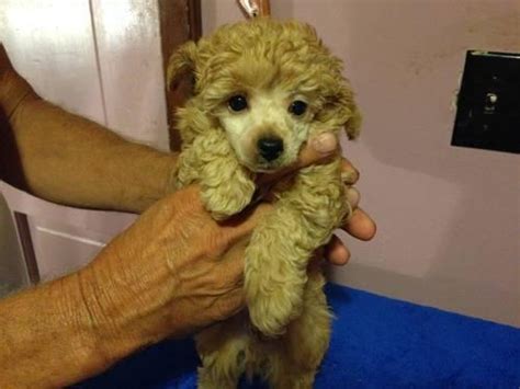 AKC Toy Poodles For Sale Males And Females All Apricot For Sale In