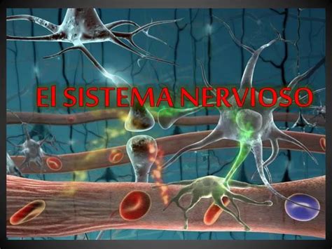 Ppt El Sistema Nervioso Powerpoint Presentation Free Download Id2347885