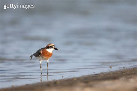 Sea Bird Adult Lesser Sand Plover Or Siberian Sand Plover Charadrius