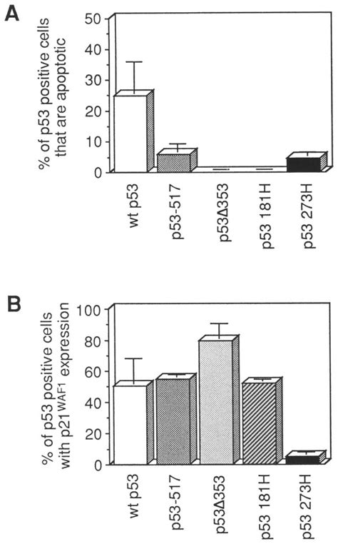 Transcriptional trans-activation activity of p53 is not correlated with ...