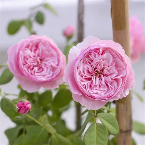 Carey Rose: Stunning Shrub with Elegant Appearance and Fruity Aroma ...