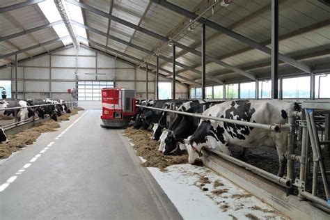 Dairy Farming In New Zealand How To Start Breeds A Step By Step