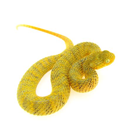 mustard 1 | SnakesnAdders SA
