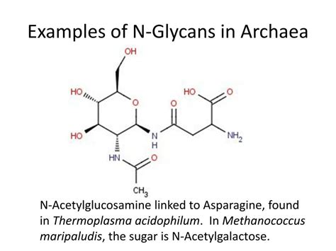 Ppt Evolution Of Glycan Diversity And Cellular Organization Of