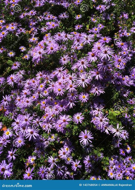 Bunch Of Purple Flower Stock Photo Image Of Beautiful 143768054