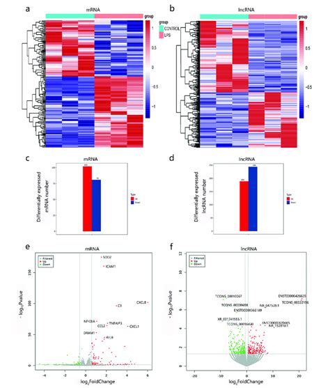 The Mrna And Lncrna Expression Profiles In Lps Induced Beas B Cells