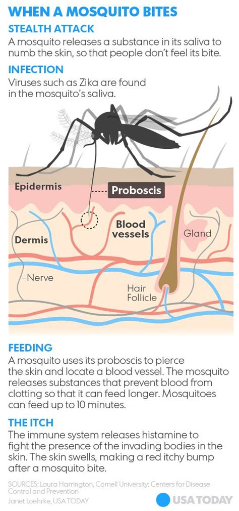 Mosquito Bite Diagram
