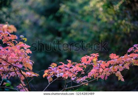 Naked Autumn Trees Few Red Leaves 스톡 사진 1214281489 Shutterstock
