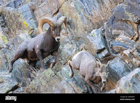 Bighorn Sheep In Rut Season In Waterton Canyon Colorado Stock Photo Alamy