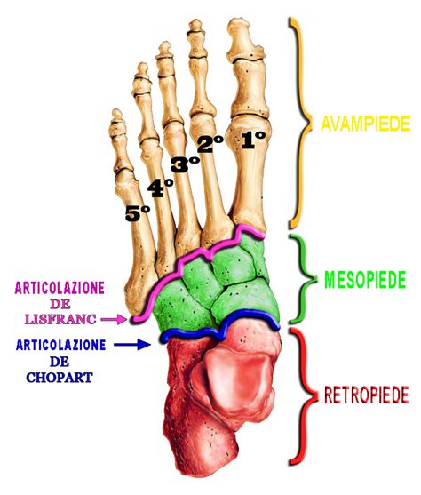 Anatomia Del Piede Come Funzionano I Nostri Piedi Formative Zone