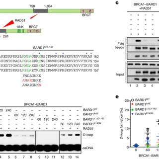 Dna Binding And Rad Interaction Attributes Of Brca Bard A