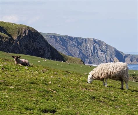 Sheep in Scotland - in pursuit of the cute - MUST SEE SCOTLAND