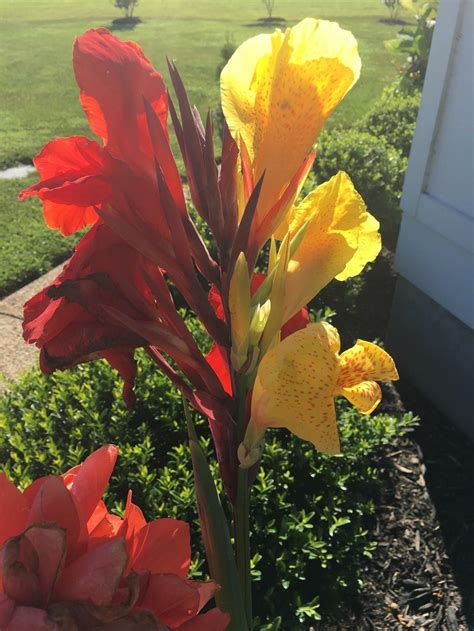 Канна ред Кинг Хамберт (77 фото) - фото - картинки и рисунки: скачать ...