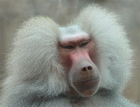 Encyclopaedia of Babies of Beautiful Wild Animals: The Baby Baboon