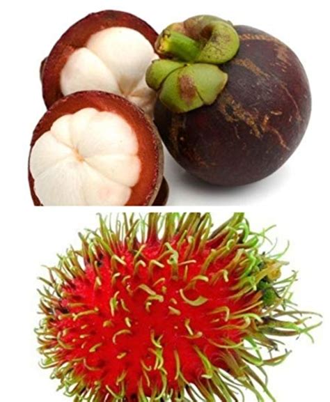 Makan Buah Manggis Dan Rambutan Serentak Punca Batuk Betul Ke