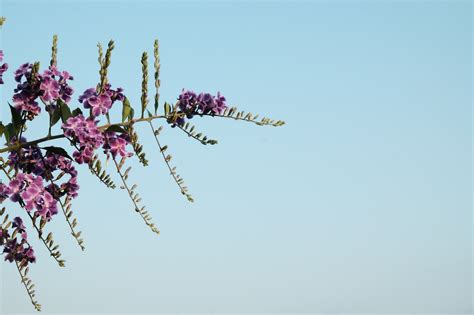 Sky Flower - Free photo on Pixabay - Pixabay