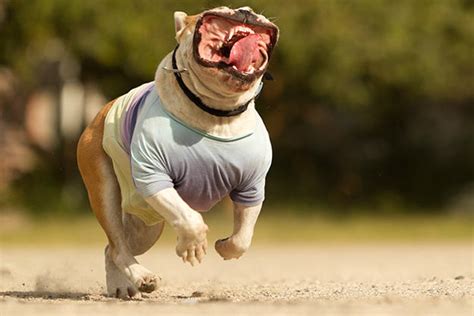 20 Dogs Who Pull Off Sticking Out Their Tongue Right Animal Planet