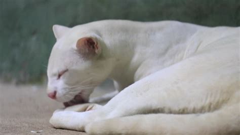 An albino ocelot lays inside Conservation Park - ABC News